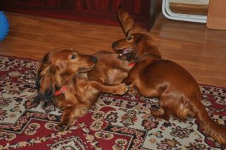 NADIM jamniki Kollapsar